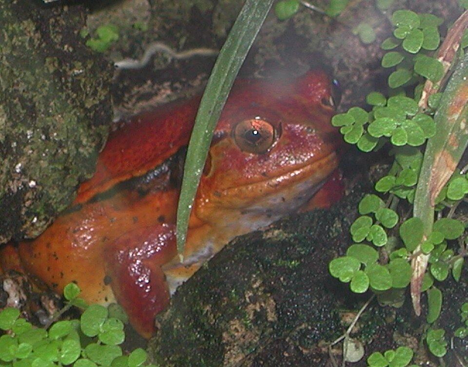 Tomato Frog