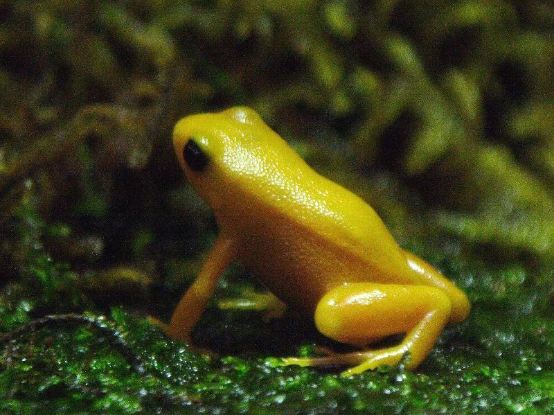 Golden Mantella