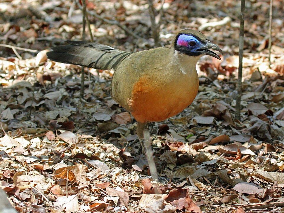 Giant Coua