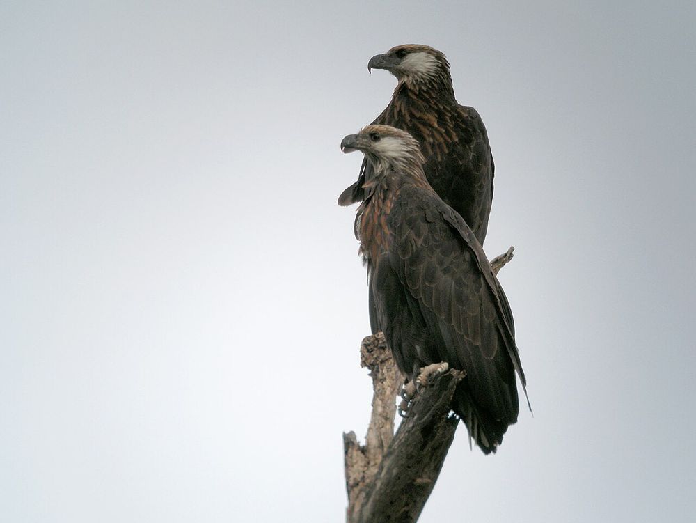 Madagascar Fish-Eagle