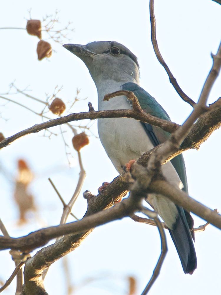 Cuckoo-roller