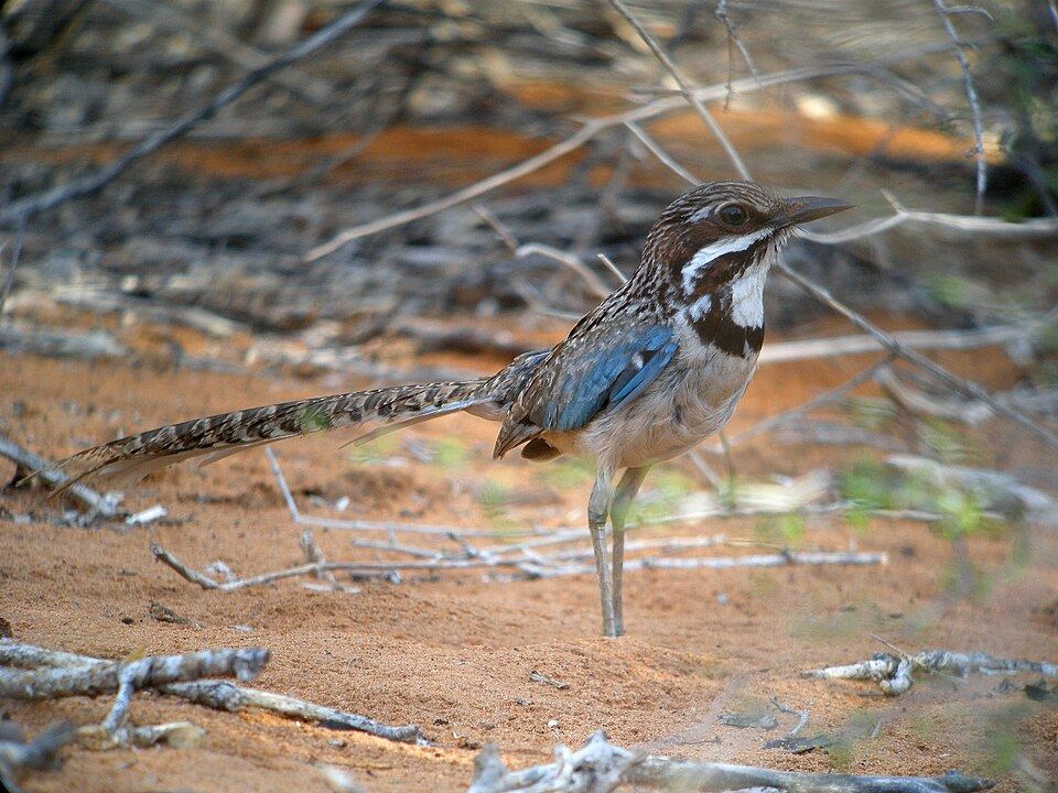 Long-tailed Ground-Roller