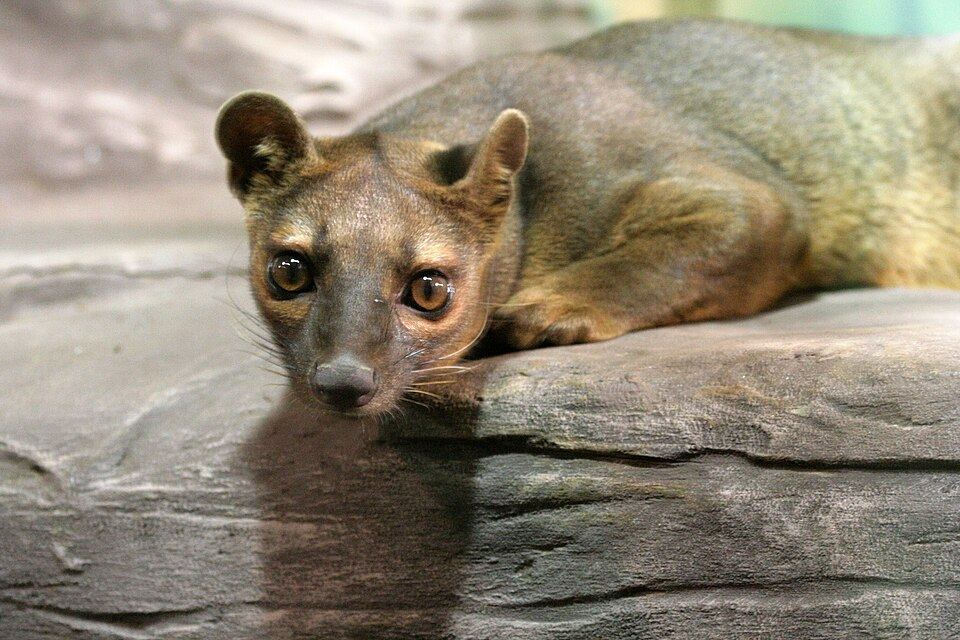 A fosa on the ground