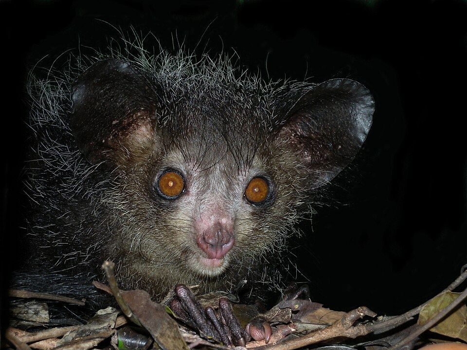 An aye-aye in a tree at night