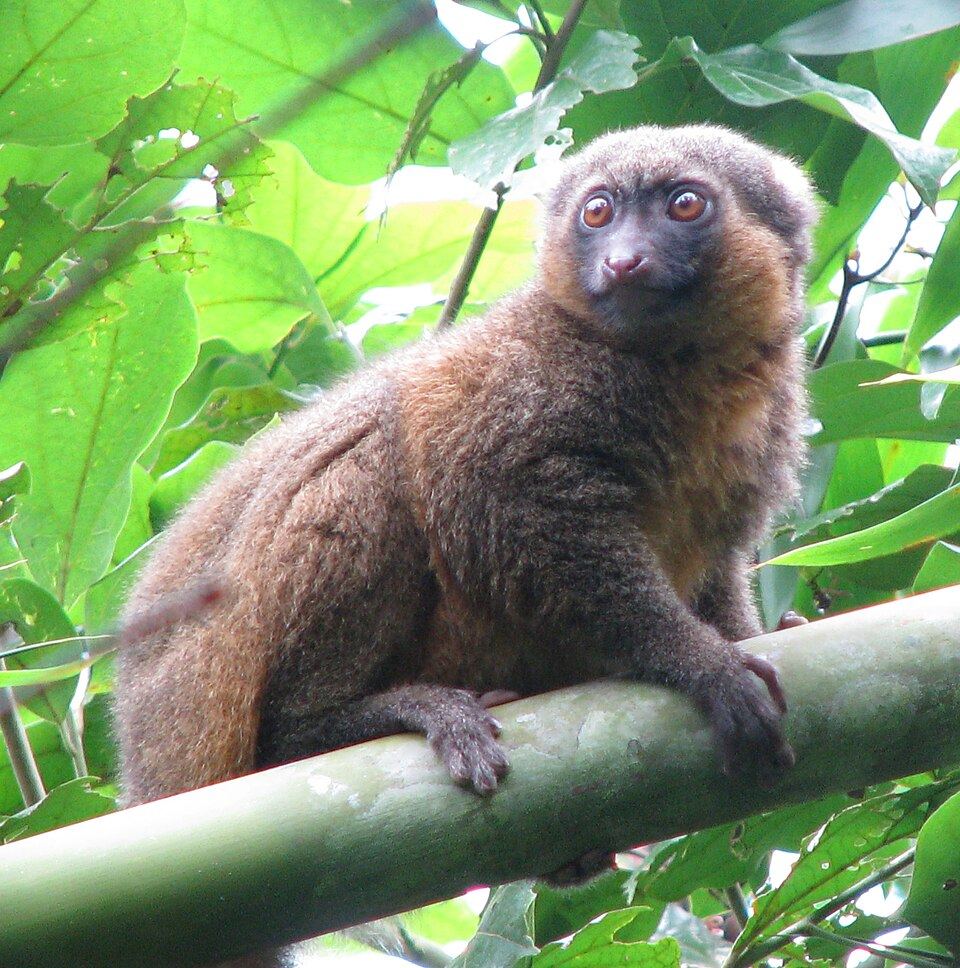 Ranomafana National Park