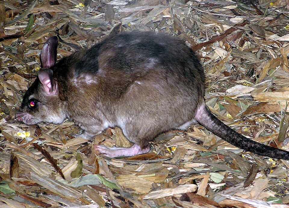Giant Jumping Rat