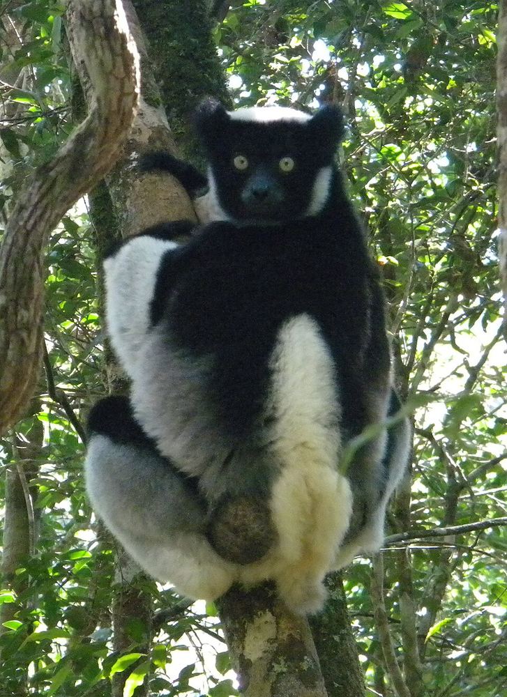 An indri clinging to a tree trunk