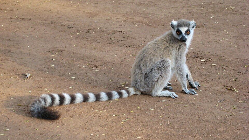 A ring-tailed lemur sitting upright
