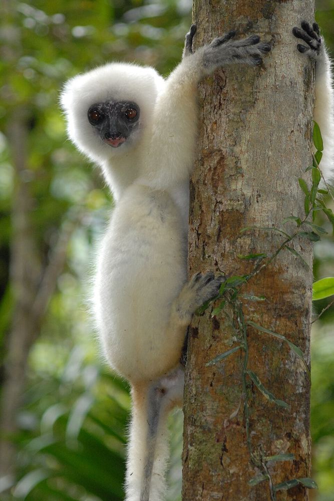 Marojejy National Park