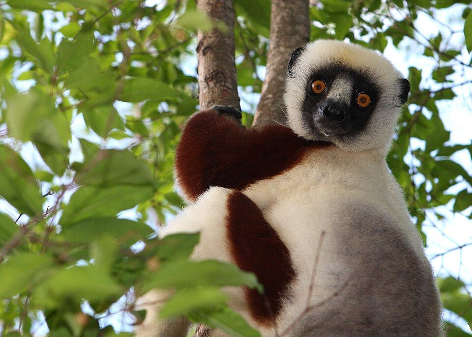 Ankarafantsika National Park