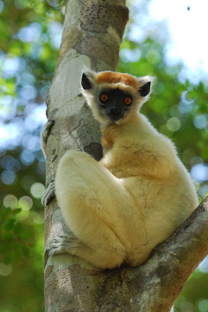 Daraina (Loky-Manambato)
