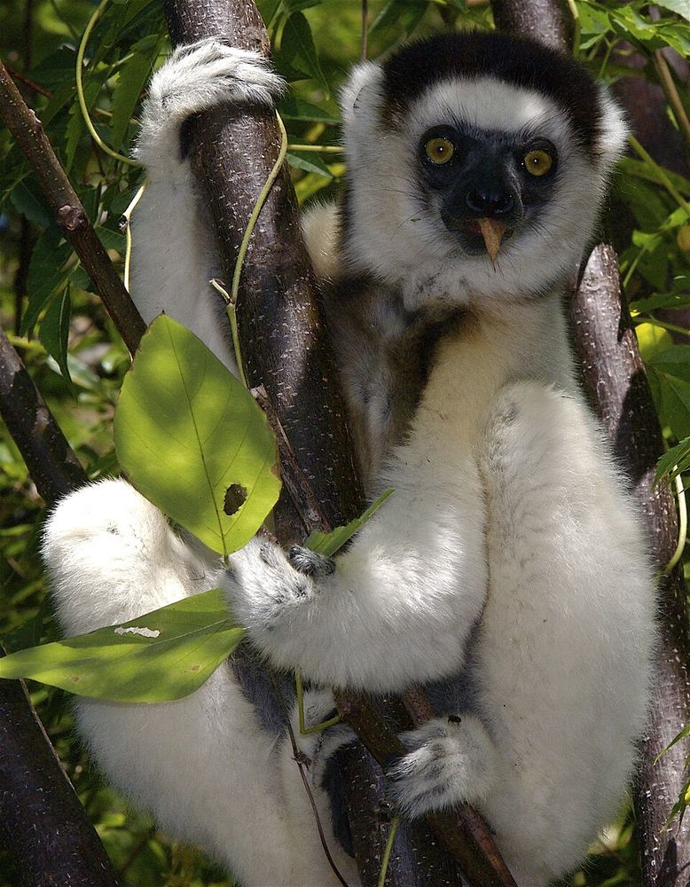 A Verreaux's sifaka clinging to a tree