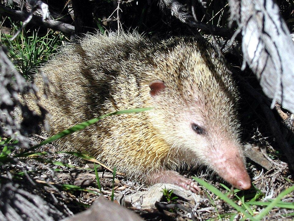 Tailless Tenrec