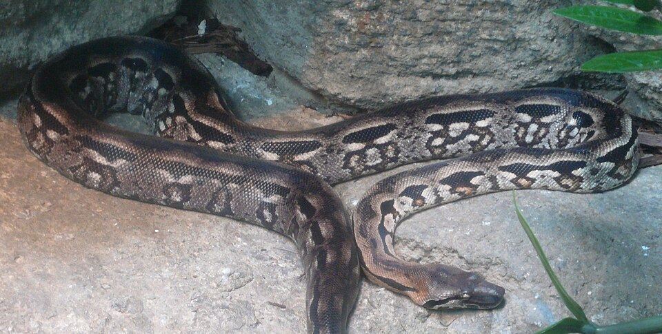 Madagascar Ground Boa