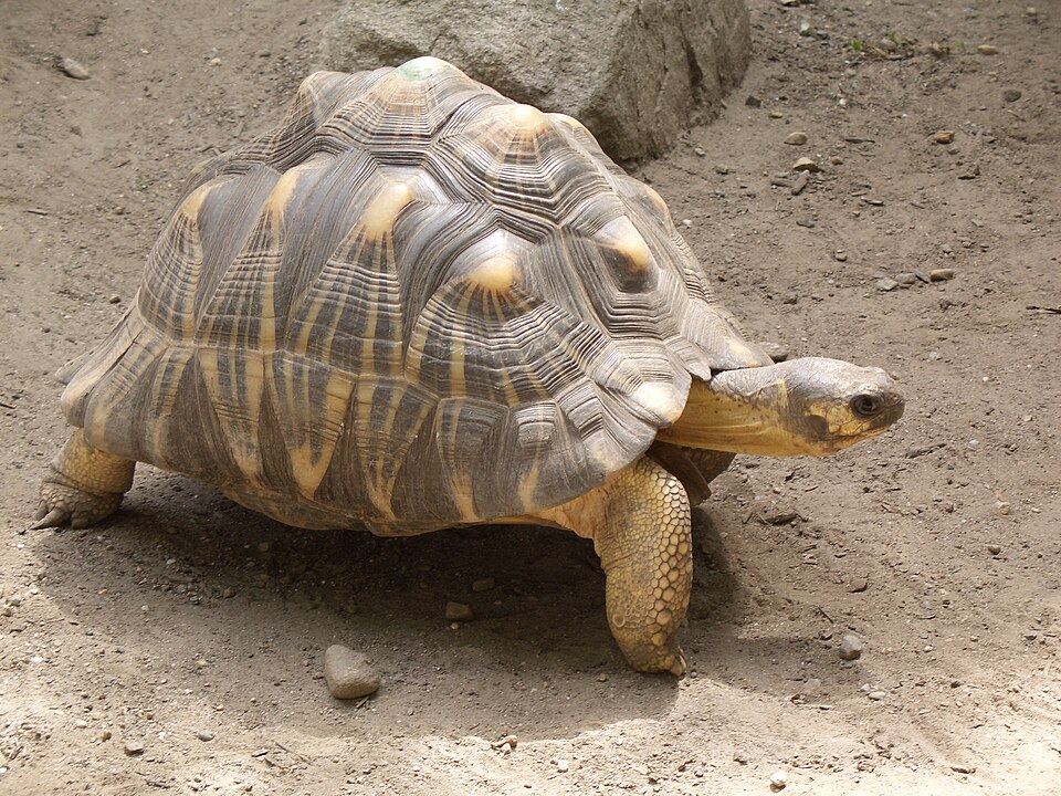 Radiated Tortoise
