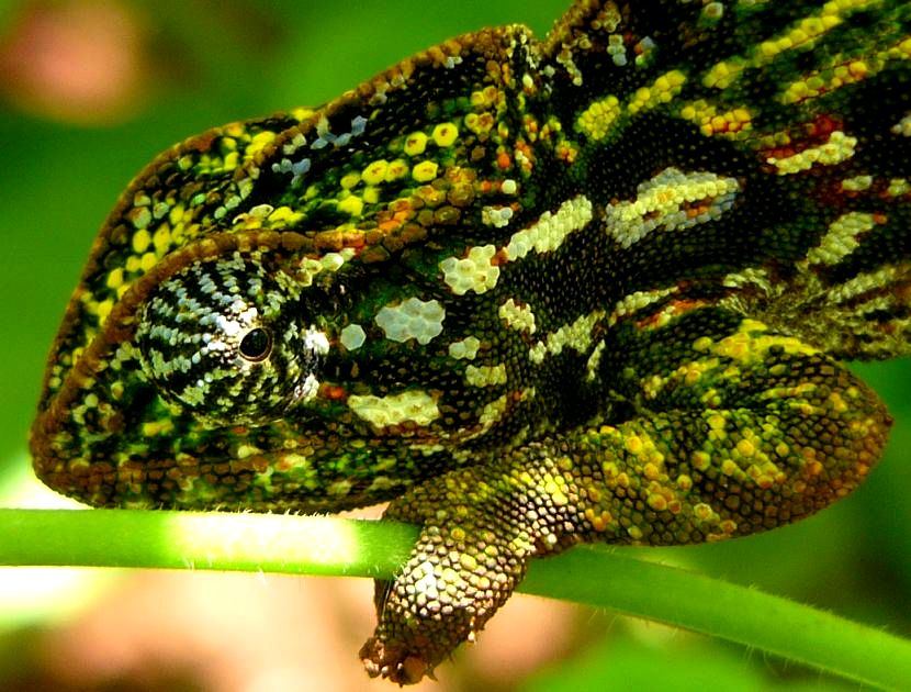 Anja Community Reserve