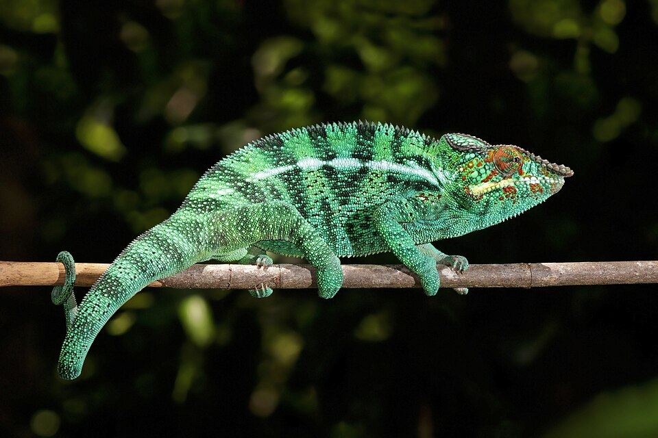 A panther chameleon on a branch