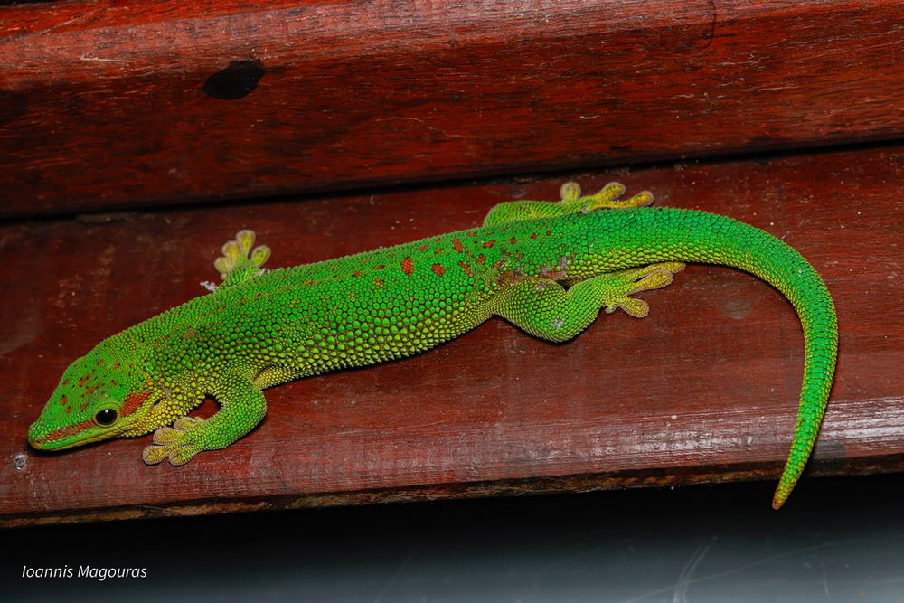 Madagascar Day Gecko