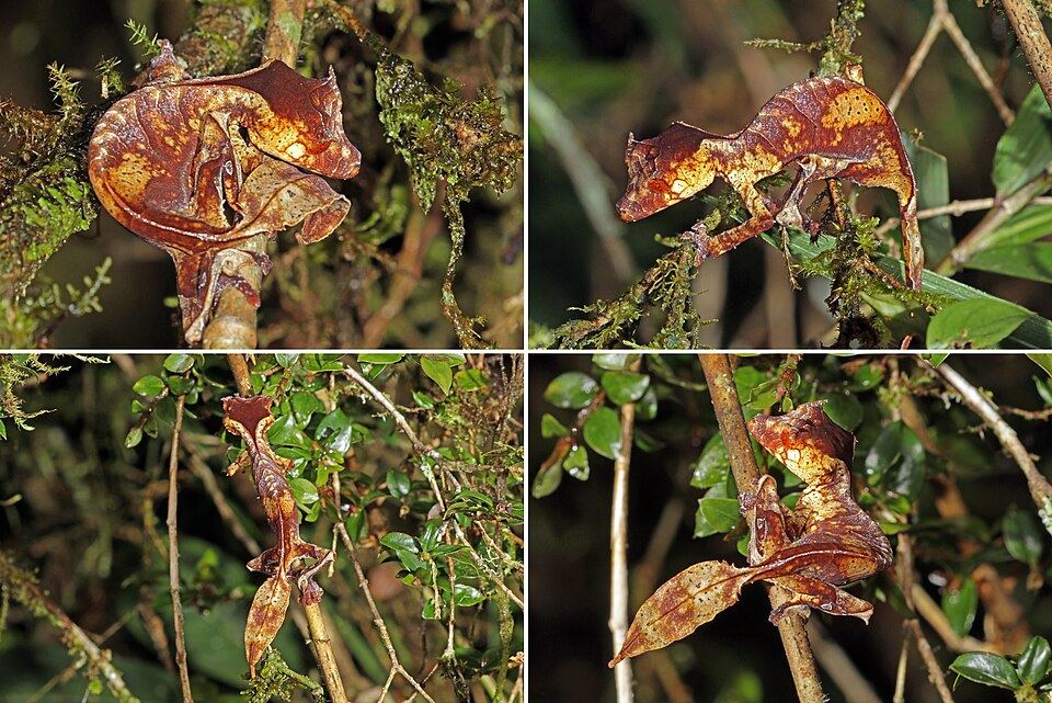 A satanic leaf-tailed gecko on a branch
